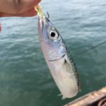 【2018 サバ釣り】大洗港のアジングタックルでサバが爆釣