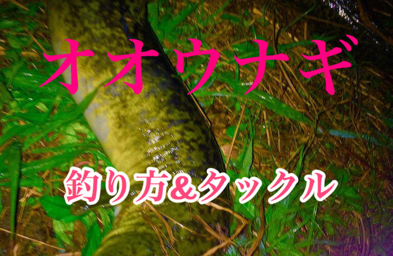 【沖縄】オオウナギを釣るために必要な知識＆タックルを紹介！